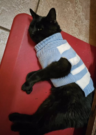 Illustration de l'article : Une famille mène l’enquête après avoir retrouvé son chat vêtu d’un pull un jour d’hiver