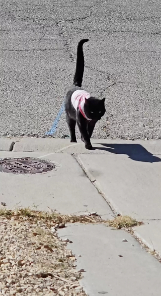 Illustration de l'article : Une famille mène l’enquête après avoir retrouvé son chat vêtu d’un pull un jour d’hiver