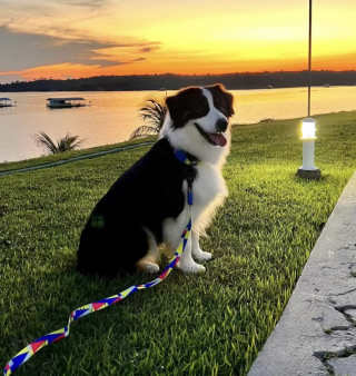 Illustration de l'article : Une chienne profite de l&rsquo;absence de ses ma&icirc;tres pour plonger dans la piscine normalement interdite d&rsquo;acc&egrave;s (vid&eacute;o)