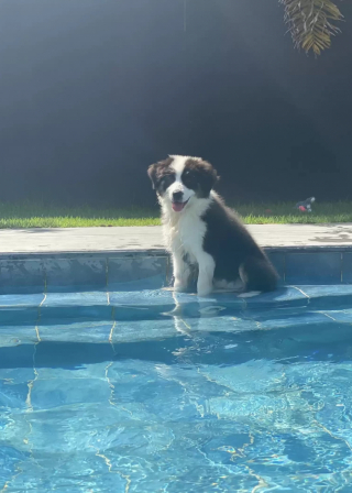 Illustration de l'article : Une chienne profite de l&rsquo;absence de ses ma&icirc;tres pour plonger dans la piscine normalement interdite d&rsquo;acc&egrave;s (vid&eacute;o)
