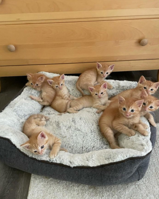 Illustration de l'article : Une mobilisation générale se met en place pour offrir un toit à une chatte venant de donner la vie à 8 chatons