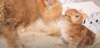 Illustration de l'article : Après un mois de séparation, l’émotion palpable d’un papa chat retrouvant son fils (vidéo)