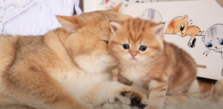 Illustration de l'article : Après un mois de séparation, l’émotion palpable d’un papa chat retrouvant son fils (vidéo)