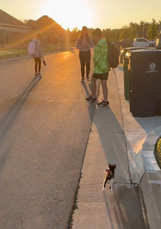 Illustration de l'article : Chaque matin, ces enfants ont le plus adorable des accompagnateurs jusqu’à leur arrêt de bus (vidéo)