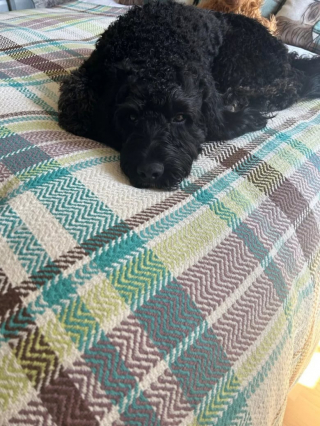 Illustration de l'article : Ce chien surprend sa maîtresse dans son propre jardin, alors qu’elle l’a déposé au salon de toilettage, à 6 kilomètres de là