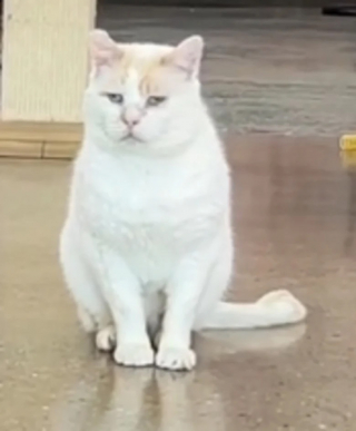 Illustration de l'article : Ce caf&eacute; &agrave; chats donne de la visibilit&eacute; &agrave; un f&eacute;lin lass&eacute; d&rsquo;attendre sa future famille (vid&eacute;o)