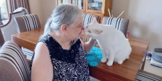 Illustration de l'article : Une femme lègue ses biens à une association et assure ainsi à son chat d’être toujours entouré