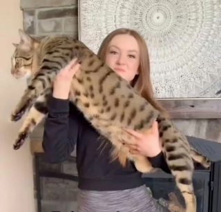 Illustration de l'article : La maîtresse d’un chat à la taille particulièrement imposante partage son quotidien hors du commun sur les réseaux sociaux (vidéo)