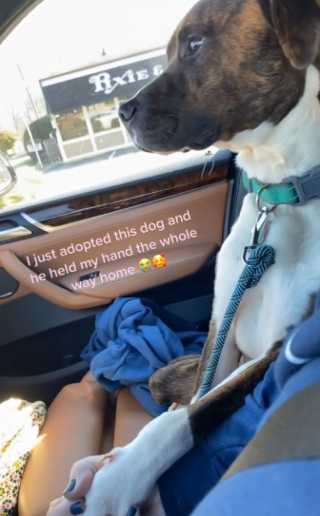 Illustration de l'article : Un chien de refuge adopté exprime sa gratitude envers sa sauveuse pendant leur premier trajet ensemble (vidéo)