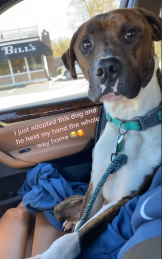 Illustration de l'article : Un chien de refuge adopté exprime sa gratitude envers sa sauveuse pendant leur premier trajet ensemble (vidéo)