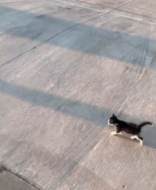 Illustration de l'article : Tous les jours, ce chat s’applique à suivre les enfants de sa famille jusqu’au départ du bus scolaire (vidéo)