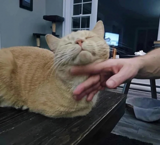 Illustration de l'article : Devant l&rsquo;&eacute;vidence d&rsquo;une amiti&eacute; entre deux chats, une adoptante prend la d&eacute;cision de ne plus jamais les s&eacute;parer