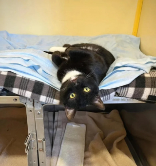 Illustration de l'article : Devant l&rsquo;&eacute;vidence d&rsquo;une amiti&eacute; entre deux chats, une adoptante prend la d&eacute;cision de ne plus jamais les s&eacute;parer