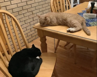 Illustration de l'article : Devant l&rsquo;&eacute;vidence d&rsquo;une amiti&eacute; entre deux chats, une adoptante prend la d&eacute;cision de ne plus jamais les s&eacute;parer