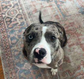 Illustration de l'article : Le bonheur intense de Margot la chienne de refuge, lorsqu’elle comprend qu’elle est enfin dans sa maison pour la vie (vidéo)