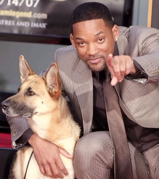 Illustration de l'article : L’hommage poignant de l’acteur Will Smith à sa partenaire de cinéma Abbey, une Berger Allemand devenue célèbre elle aussi (vidéo)