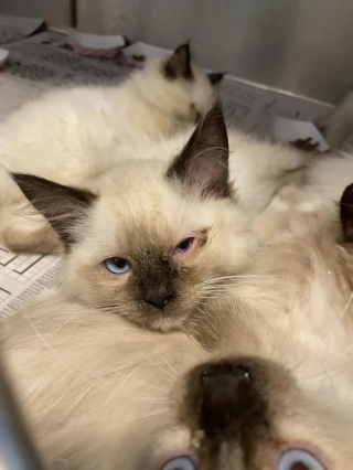 Illustration de l'article : Après plusieurs alertes, une association va au secours de 100 chats Ragdolls élevés dans des conditions préoccupantes