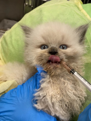 Illustration de l'article : Après plusieurs alertes, une association va au secours de 100 chats Ragdolls élevés dans des conditions préoccupantes