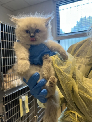 Illustration de l'article : Après plusieurs alertes, une association va au secours de 100 chats Ragdolls élevés dans des conditions préoccupantes
