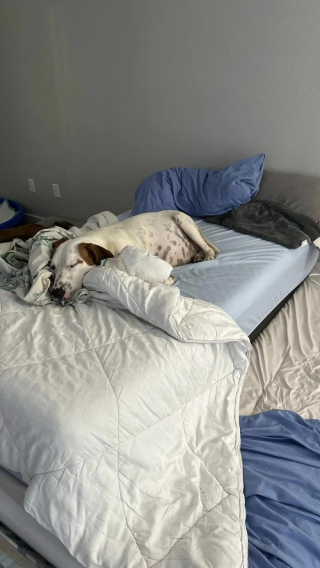 Illustration de l'article : Lors de sa première prise en charge, une mère d’accueil se retrouve confrontée à une chienne avec une portée hors du commun