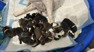 Illustration de l'article : Lors de sa première prise en charge, une mère d’accueil se retrouve confrontée à une chienne avec une portée hors du commun 