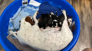 Illustration de l'article : Lors de sa première prise en charge, une mère d’accueil se retrouve confrontée à une chienne avec une portée hors du commun