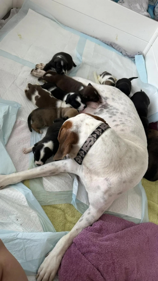 Illustration de l'article : Lors de sa première prise en charge, une mère d’accueil se retrouve confrontée à une chienne avec une portée hors du commun