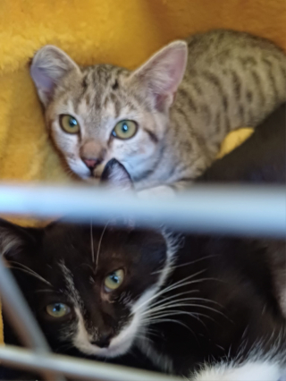 Illustration de l'article : Promis à un plus bel avenir, deux chatons se rendent compte qu’ils n’ont finalement pas affaire à leur famille définitive