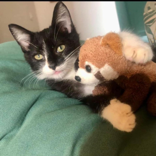 Illustration de l'article : Promis à un plus bel avenir, deux chatons se rendent compte qu’ils n’ont finalement pas affaire à leur famille définitive