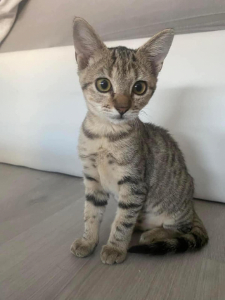 Illustration de l'article : Promis à un plus bel avenir, deux chatons se rendent compte qu’ils n’ont finalement pas affaire à leur famille définitive