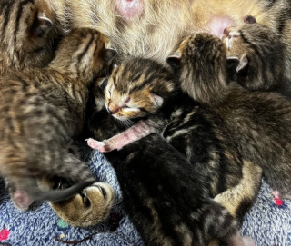 Illustration de l'article : Grâce à l’intervention d’un bon samaritain, cette chatte, mise à l’abri avant l’arrivée d’un ouragan, peut donner la vie en toute sécurité