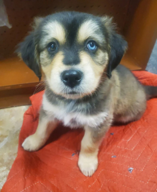 Illustration de l'article : Grâce à sa réaction, Bear, un jeune chien, sauve sans le savoir la vie de son maître victime d’une crise cardiaque