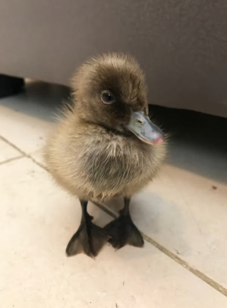 Illustration de l'article : Oscar, le Labrador amateur d’œufs, a réservé la plus adorable des surprises à ses maîtres
