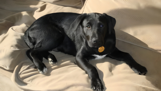 Illustration de l'article : Oscar, le Labrador amateur d’œufs, a réservé la plus adorable des surprises à ses maîtres