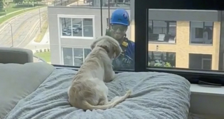 Illustration de l'article : Voyant pour la première fois un laveur de vitres devant sa fenêtre, un Golden Retriever manifeste sa joie mêlée de curiosité (vidéo)