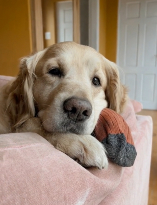 Illustration de l'article : Boris, un chien qui a su tisser des liens forts avec une troupe de bovins
