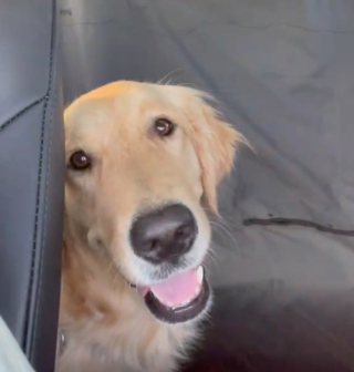 Illustration de l'article : D&eacute;couvrant que son r&ecirc;ve d&rsquo;avoir un jardin va se r&eacute;aliser, une Golden Retriever explose de joie dans sa nouvelle maison (vid&eacute;o)