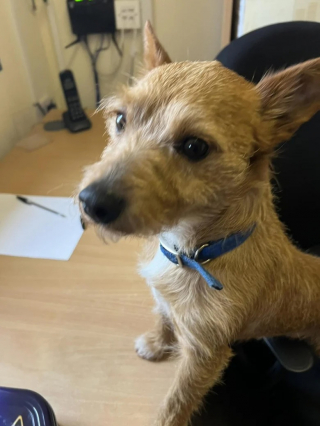 Illustration de l'article : Un homme abandonne son chien dans un salon de toilettage et oblige le personnel à faire les démarches nécessaires