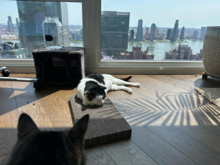 Illustration de l'article : « Usé par la rue », un chat demande de l’aide à des passants et tourne la page de sa première vie