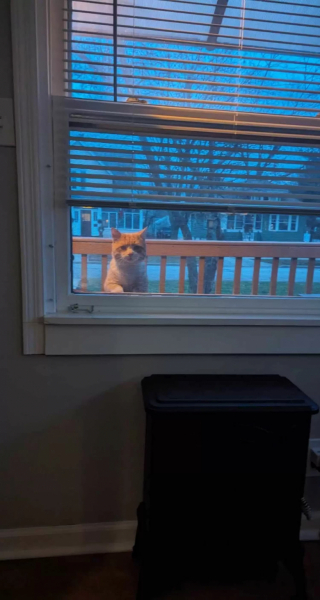 Illustration de l'article : Tiraillé entre sa vie d’errance et la chaleur d’un foyer, un chat profite d’une installation unique lui permettant de vivre comme il l’entend