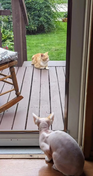 Illustration de l'article : Tiraillé entre sa vie d’errance et la chaleur d’un foyer, un chat profite d’une installation unique lui permettant de vivre comme il l’entend