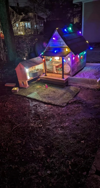 Illustration de l'article : Tiraillé entre sa vie d’errance et la chaleur d’un foyer, un chat profite d’une installation unique lui permettant de vivre comme il l’entend