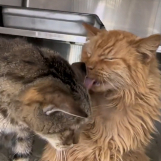 Illustration de l'article : Adoptés ensemble, 2 chats séniors sont de retour au refuge à peine 5 heures après leur arrivée dans leur nouvelle famille