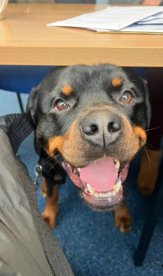 Illustration de l'article : Un chien fait sensation au travail de sa maîtresse en adoptant une attitude adorable (vidéo)