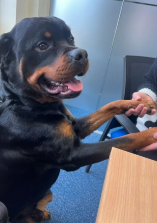 Illustration de l'article : Un chien fait sensation au travail de sa maîtresse en adoptant une attitude adorable (vidéo)