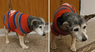 Illustration de l'article : Recueillie par une famille aimante, une chienne a pris sa revanche sur la vie en fêtant ses 24 ans