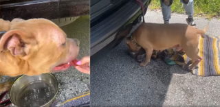 Illustration de l'article : Abandonné sur le bord d’une route, ce Pitbull a été retrouvé après une année passée loin de ses maîtres