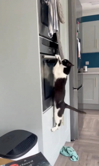 Illustration de l'article : Roi des farces, ce chat surprend sa famille d’accueil par sa créativité en matière de bêtises