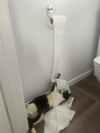 Illustration de l'article : Roi des farces, ce chat surprend sa famille d’accueil par sa créativité en matière de bêtises