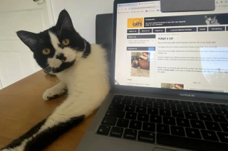 Illustration de l'article : Roi des farces, ce chat surprend sa famille d’accueil par sa créativité en matière de bêtises